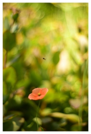 the poppy and the bee